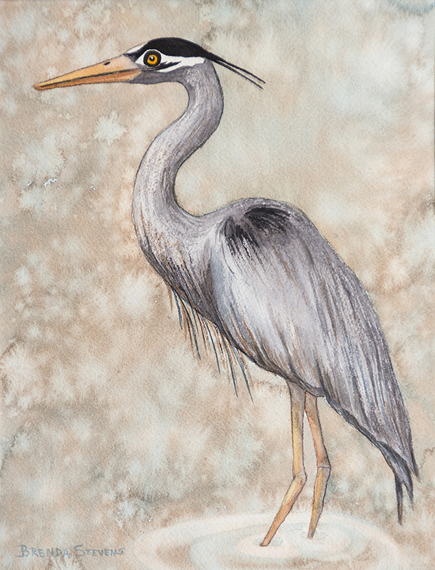 Great Blue Heron