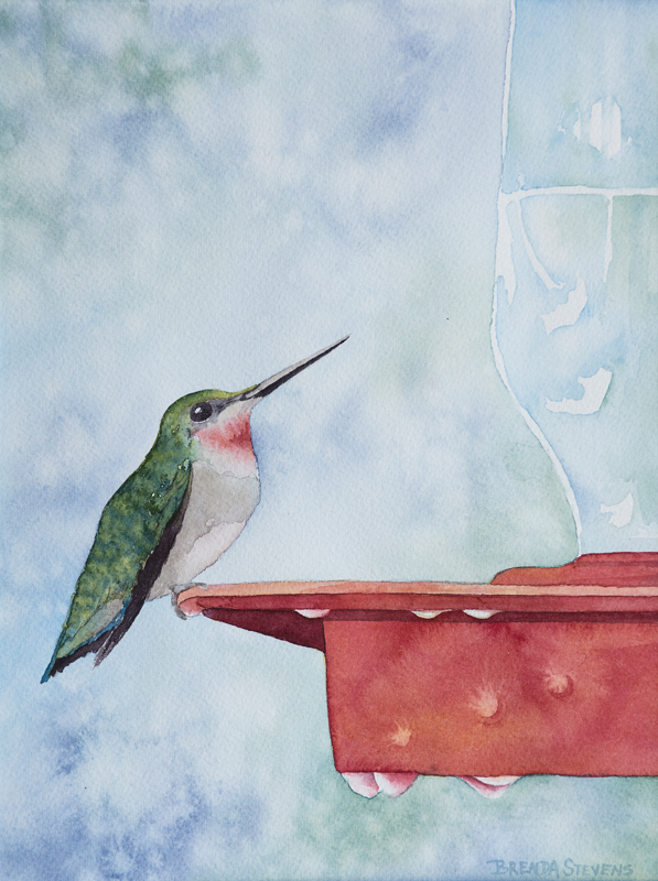 Hummingbird perched on feeder
