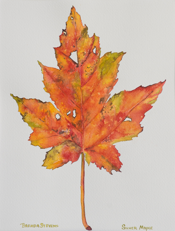 one orange Silver Maple Leaf