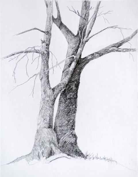 Pencil drawing of two trees close together without leaves